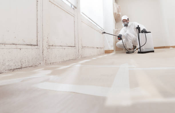 24/7 Emergency Mold Remediation experts in Colmar, PA