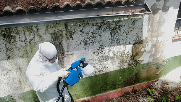 Top rated local Mold Remediation specialists in Colmar, PA